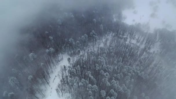 Inverno montagna foresta innevata tra le nuvole — Video Stock