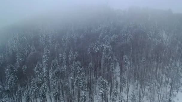 Winter im schneebedeckten Bergwald in den Wolken — Stockvideo