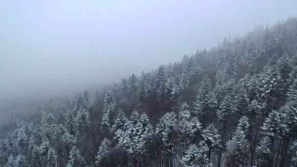 Invierno bosque nevado en las nubes — Vídeo de stock