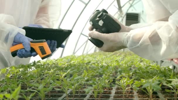 Фермери перевіряють рослини в теплиці — стокове відео