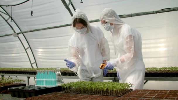 种植温室作物的农民 — 图库视频影像