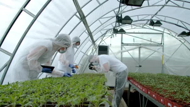 Rolnicy sprawdzający rośliny w szklarni — Wideo stockowe