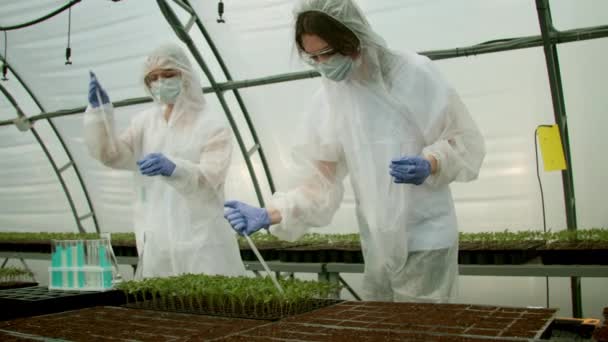 Az üvegházakban növénytermesztést végző mezőgazdasági termelők — Stock videók