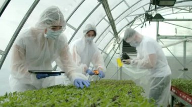 Seradaki bitkileri kontrol eden çiftçiler