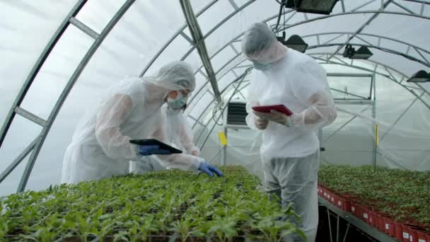 Farmers checking plants in greenhouse — Stock Video