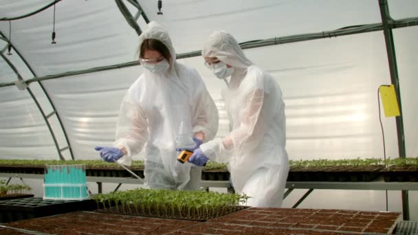 Farmers tending growing crops in greenhouse — Stock Video