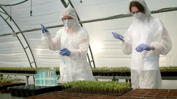 Agricultores que cultivan en invernadero — Vídeos de Stock