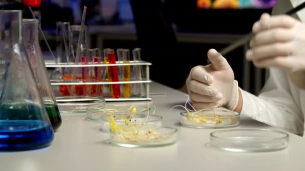Scientist sorting sprouts in Petri dish — Stock Video