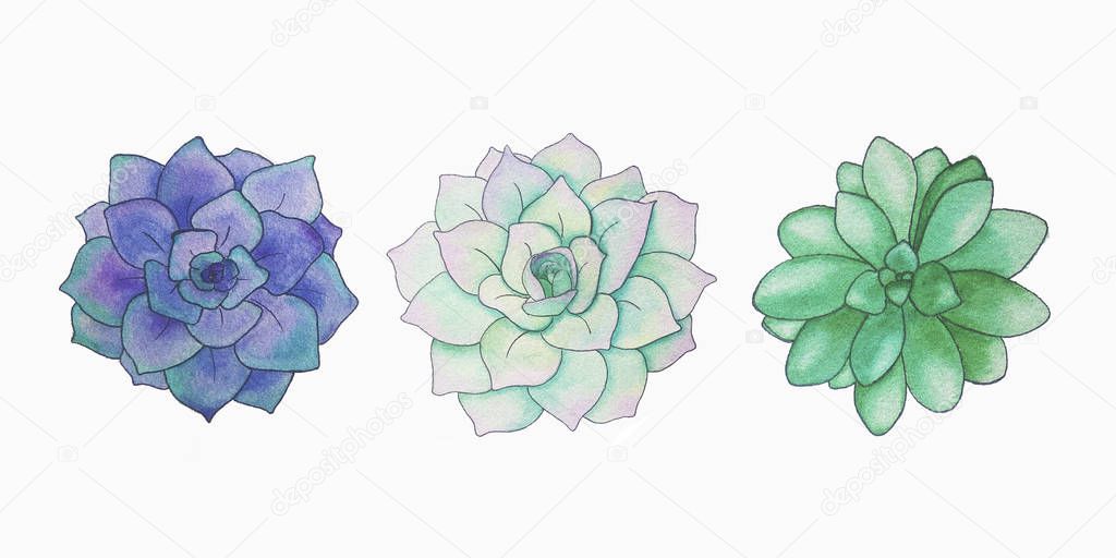 Watercolor  succulents isolated on white background