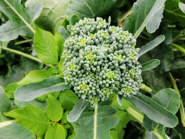 Bahçedeki büyük lahananın yumuşak odağı