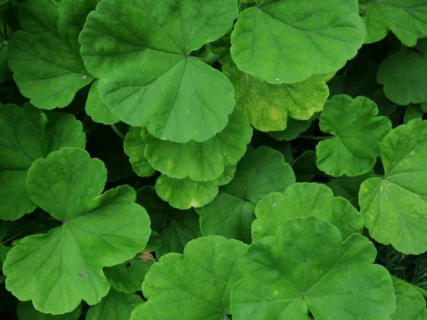 Fotografie Textură Frunze Mari Verzi Plante Grădină — Fotografie de stoc gratuită