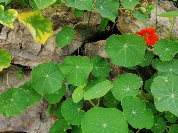 Shot Texture Big Green Leaves Garden Plant — Stock Photo, Image