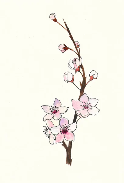 Aquarel Illustratie Voorjaar Van Sakura — Stockfoto