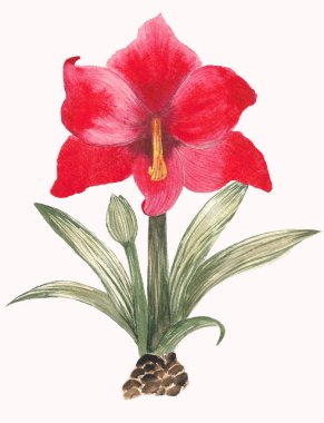 Beyaz üzerine suluboya: kırmızı hippeastrum (amaryllis), çiçekleri izole edilmiş illüstrasyon