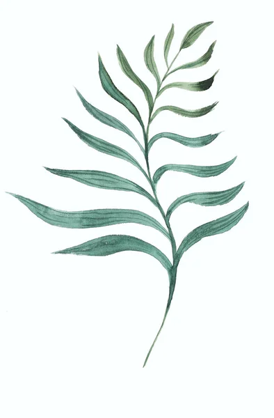Grünes Aquarell Tropisches Blatt Handzeichnung Für Den Druck — Stockfoto