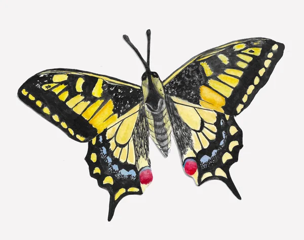 Красивий Жовтий Акварельний Метелик Ізольований Рожевому Фоні — стокове фото