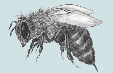 Mavi arkaplanda kalem arısı