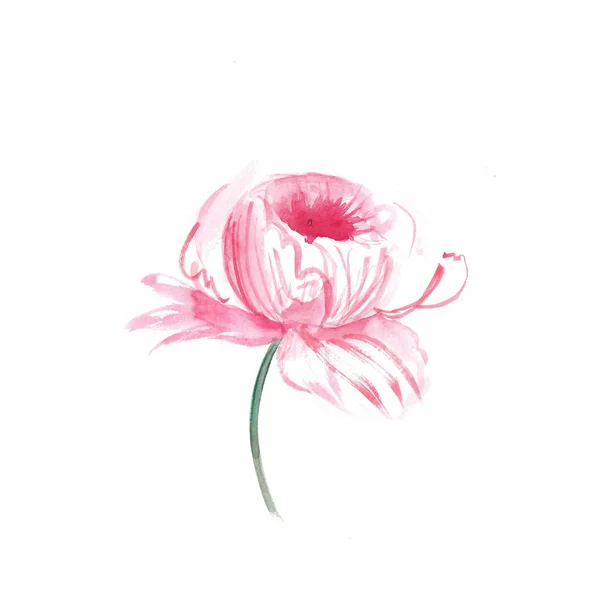 Waterkleur Roze Bloem Geïsoleerd Wit — Stockfoto