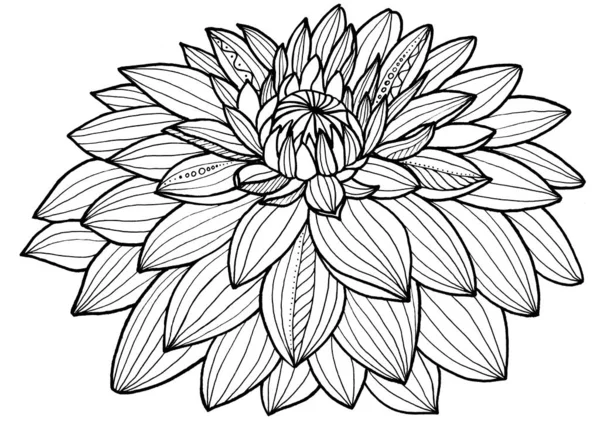 line illustration of flower dahlia