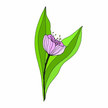 Beyaz üzerinde izole edilmiş pembe lale çizimi