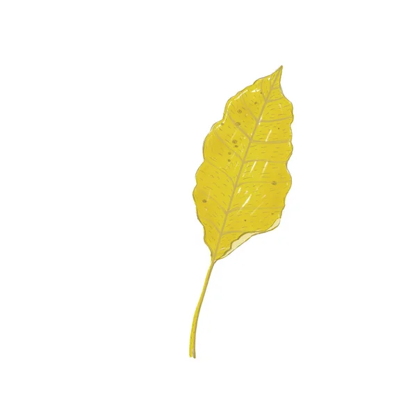 Yellow Autumn Leaf Isolated White — Stock Photo, Image