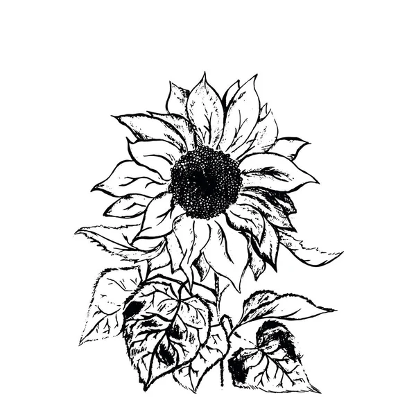 Illustration Ligne Noire Tournesol Coloriage Pour Enfants Adultes — Photo