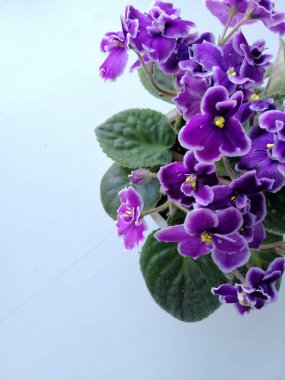 violet senpolia flower. copy space clipart