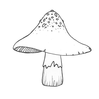 Mantarların elle çizilmiş hali.