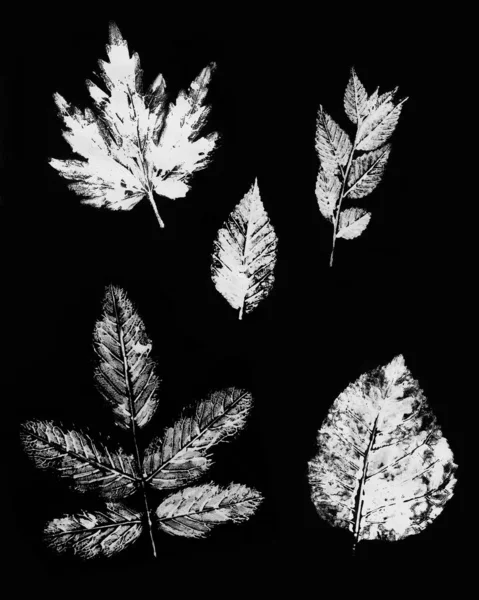 Sertie Feuilles Timbre Objets Sur Fond Noir — Photo