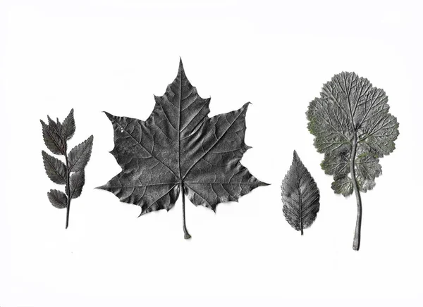 Set Mit Grauen Blättern Objekte Auf Weißem Hintergrund — Stockfoto