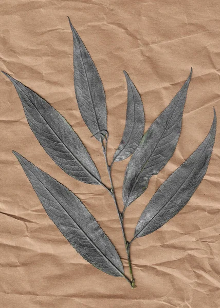 Gray leaves. Objects on nude crumpled old paper