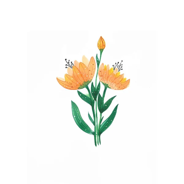 Акварель Простые Красочные Цветы Изолированы Белом Фоне — стоковое фото