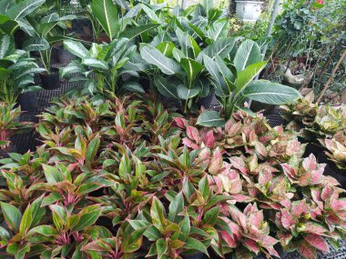 Bahçe bitkisinin yeşil yaprakları.