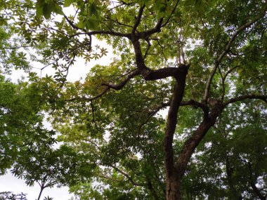 Arkaplanda ağaç ve yeşil yapraklar, Asya