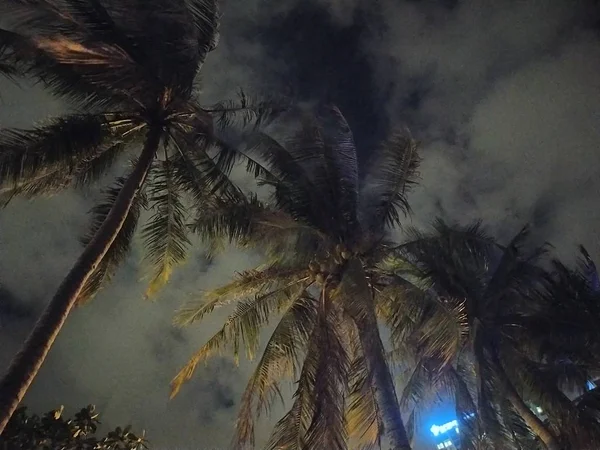 Gece Gökyüzü Arka Planında Palmiye Yaprakları — Stok fotoğraf