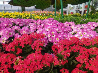 Yeşil yapraklı pembe ve kırmızı çiçekler