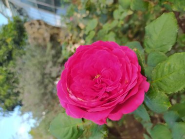 Bahçedeki pembe gül, yaz zamanı.