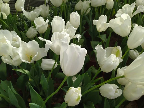 Indah Tulip Putih Dengan Latar Belakang Daun Hijau — Stok Foto