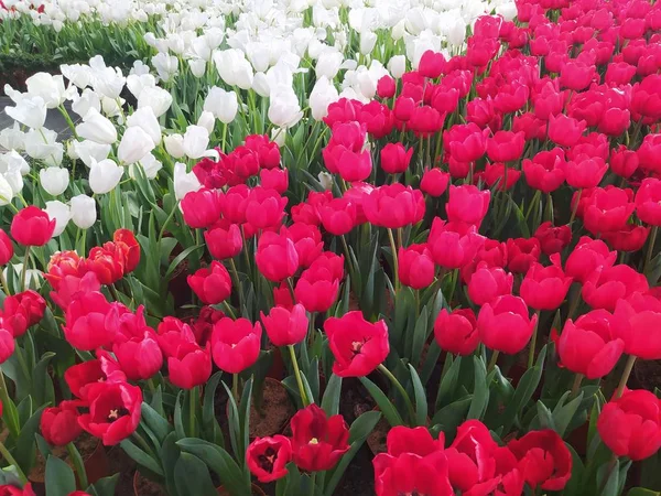 Tulip Putih Dan Pink Dengan Daun Hijau — Stok Foto