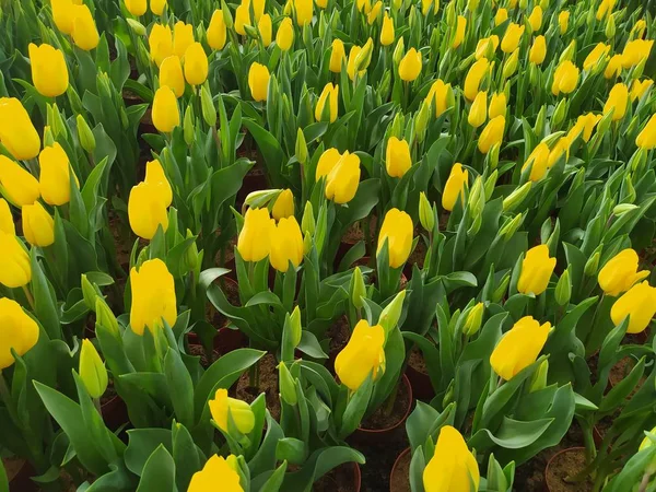 Tulip Kuning Dengan Latar Belakang Daun Hijau — Stok Foto