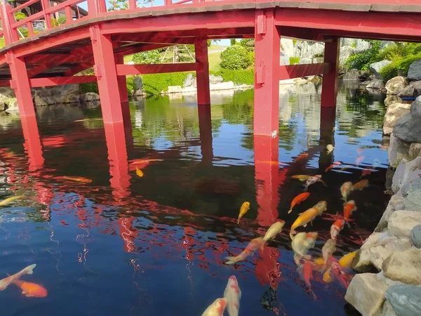 Colorful Koi fish in lake
