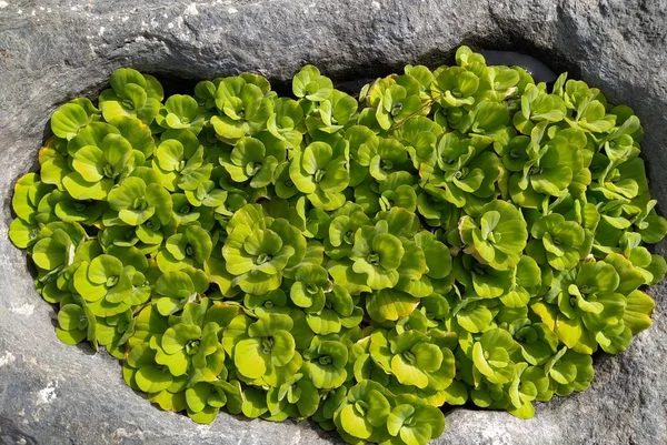 Záběr Textury Zelené Listy Zahradní Rostliny — Stock fotografie