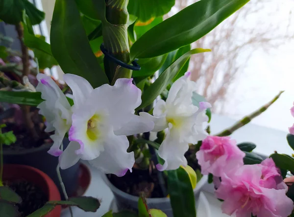 Colorida Orquídea Blanca Hermosa Con Hojas Verdes — Foto de Stock