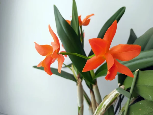 Colorida Orquídea Naranja Hermosa Con Hojas Verdes — Foto de Stock