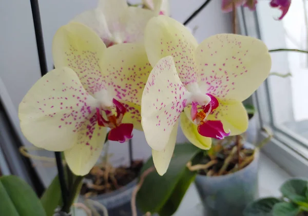 Bunte Schöne Gelbe Orchidee Mit Grünen Blättern — Stockfoto