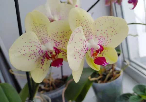 Orquídea Amarela Bonita Colorida Com Folhas Verdes — Fotografia de Stock