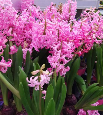 Yeşil yapraklı pembe bahar çiçekleri