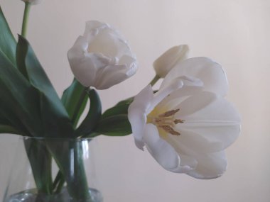 Cam vazoda yaprakları olan bir buket beyaz lale.