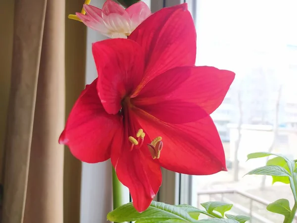 Flor Roja Jalá Hippeastrum — Foto de Stock