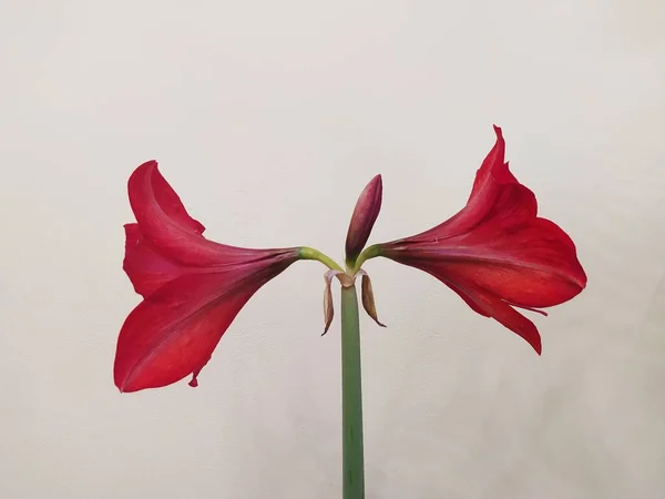 Dos Flores Rojas Jalá Hippeastrum — Foto de Stock